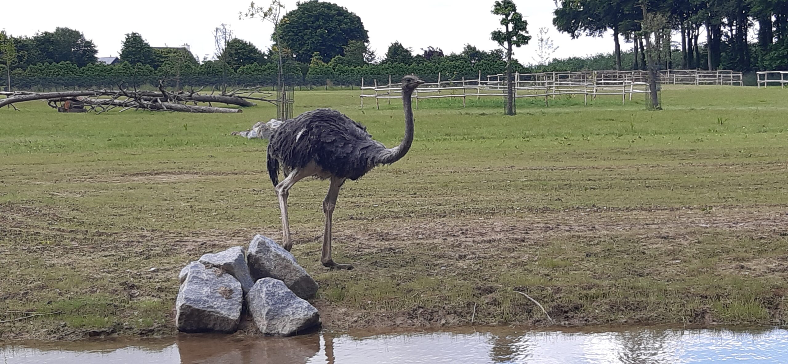 autruche au parc de la Bourbansai