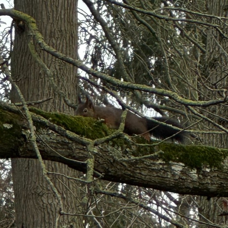 photo d'un écureil pris au parc des Hautes-Ormes à Rennes